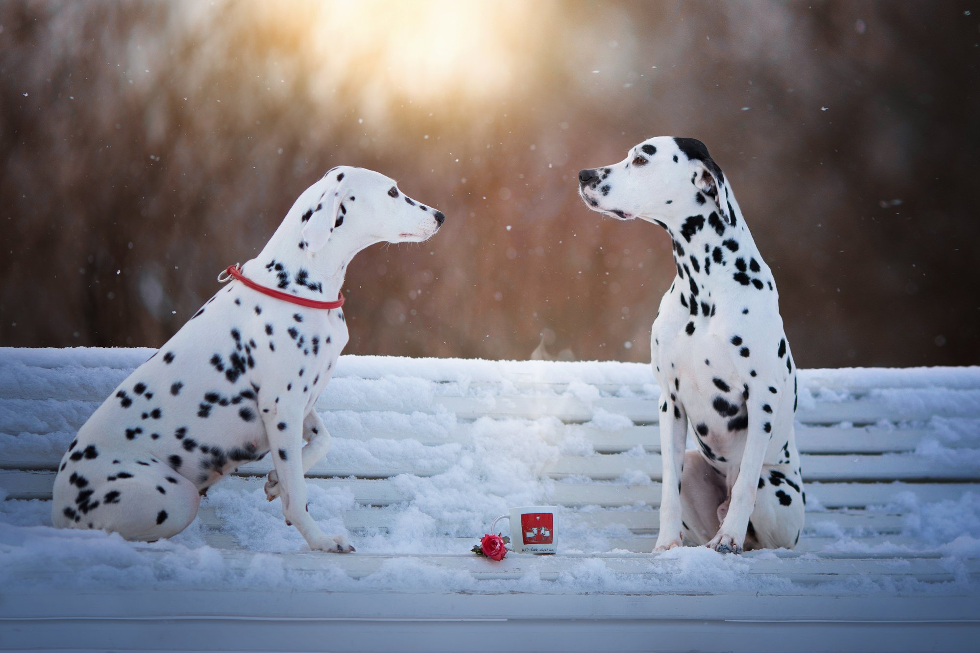 собака, животные, dog, animal, далматин, снег, зима, winter, snow, любовь, love, Наталья Ляйс