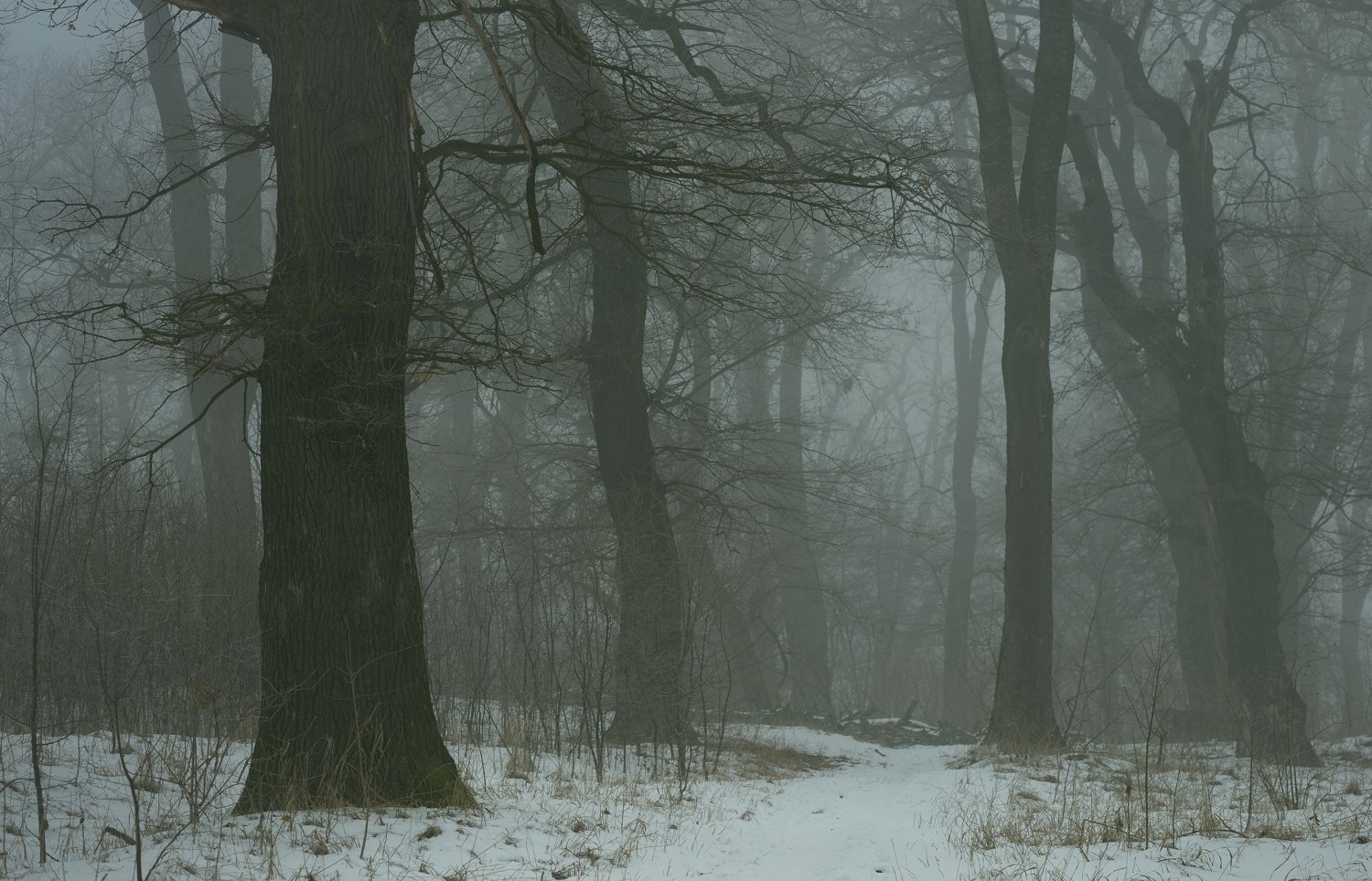 зима утро туман дуб, Александр Жарников