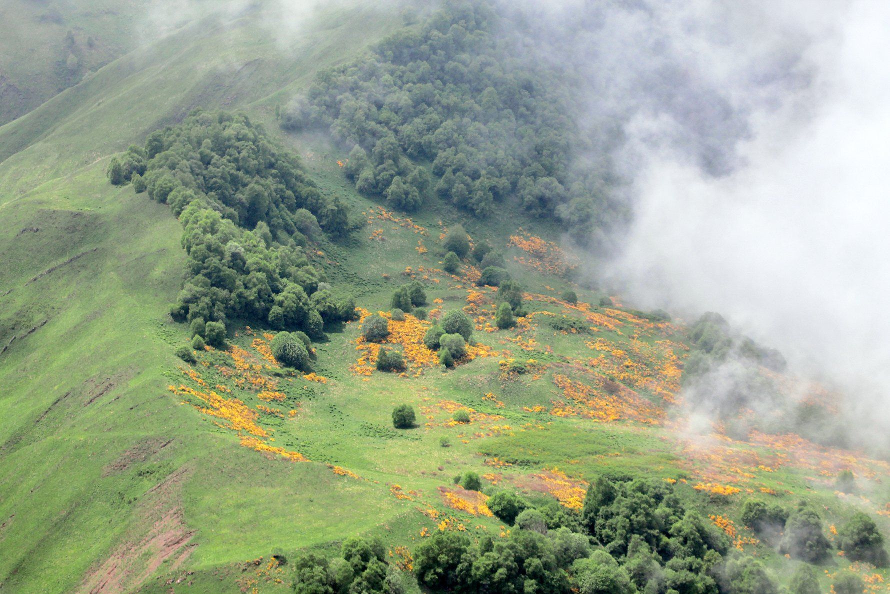 туман,лето,пейзаж,горы,лес,природа,чечня,, Marat Magov