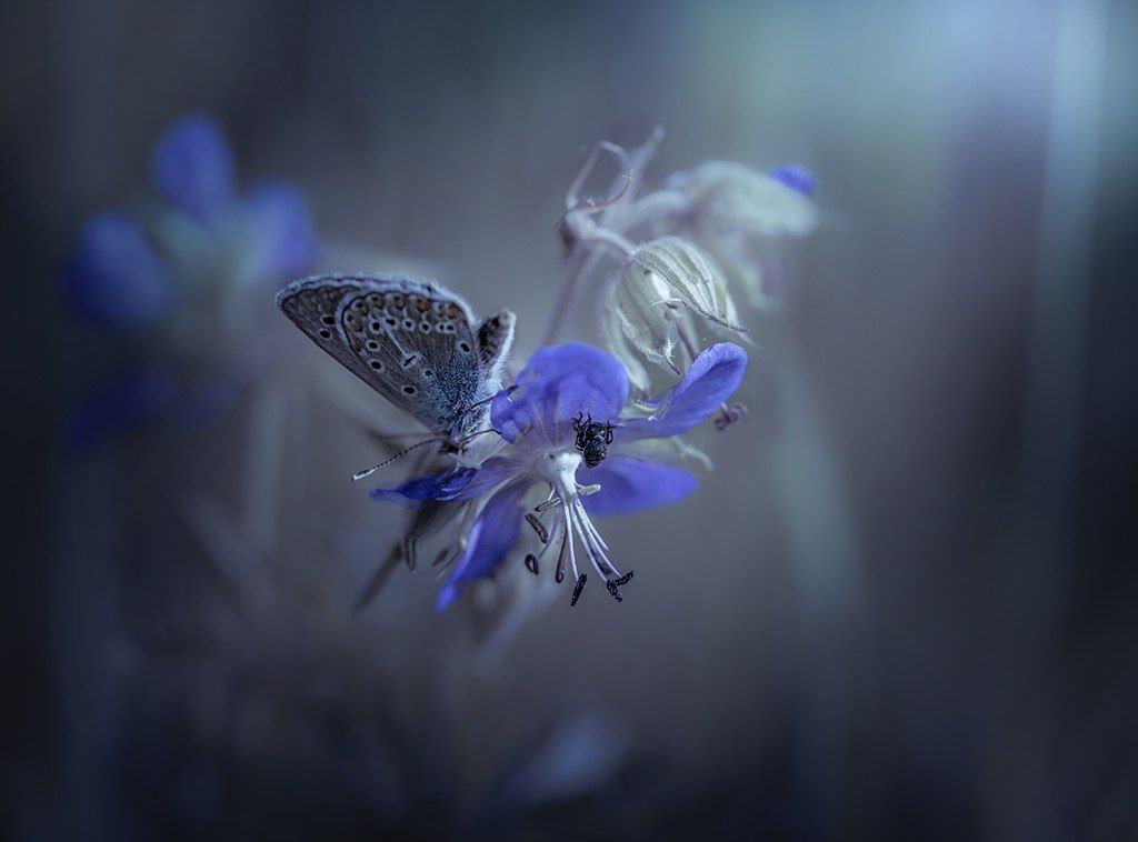 бабочка,цветок, Елена Рубинская