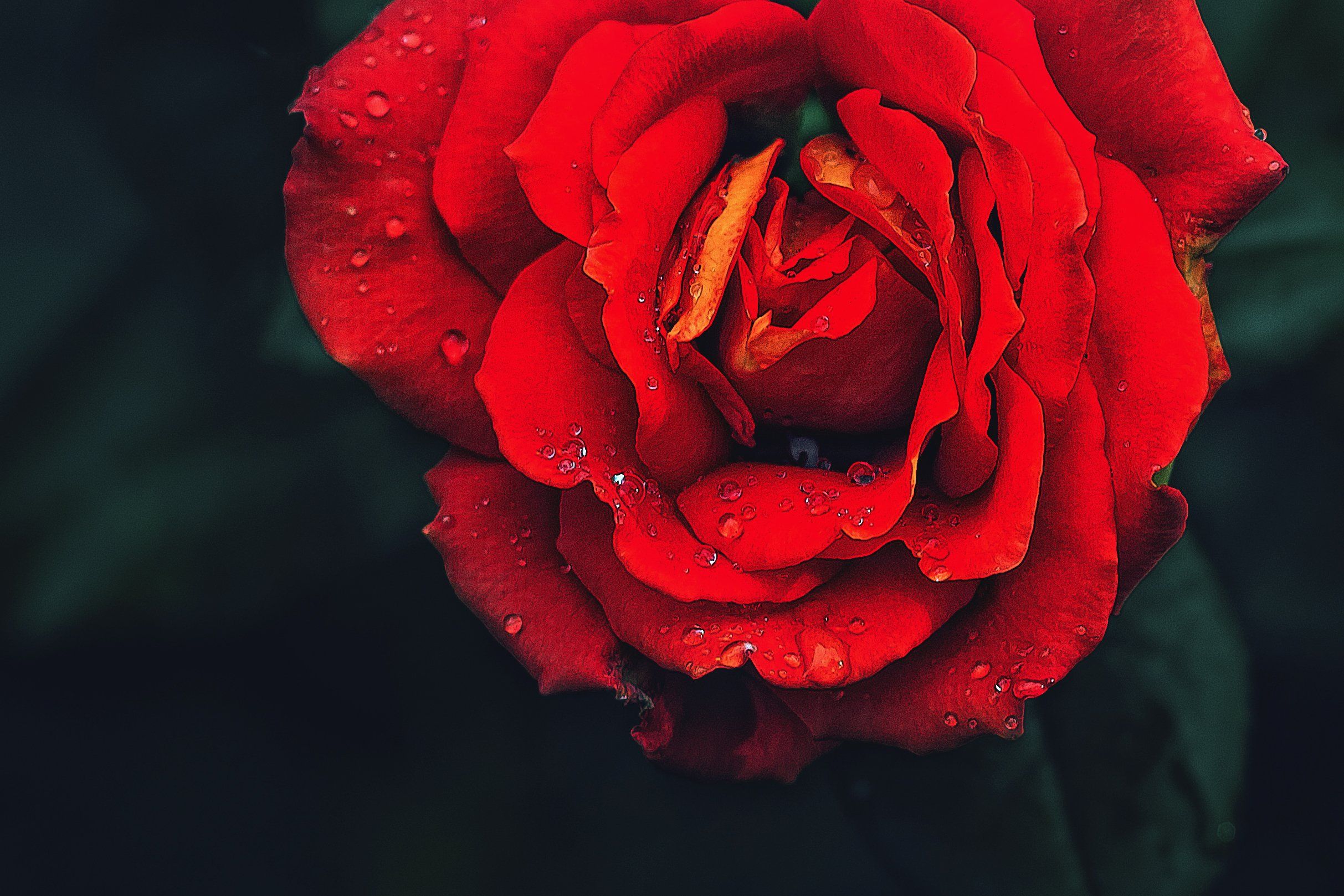red,rose, роза,красный, Полина Хрол