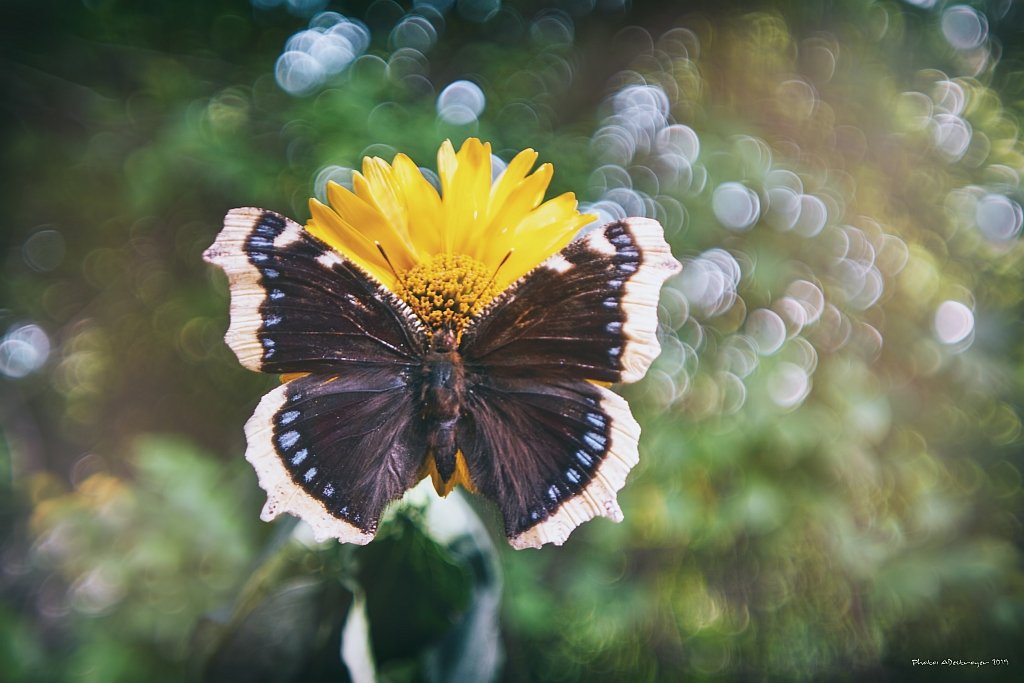 macro nature butterfly, Ryszard Lal