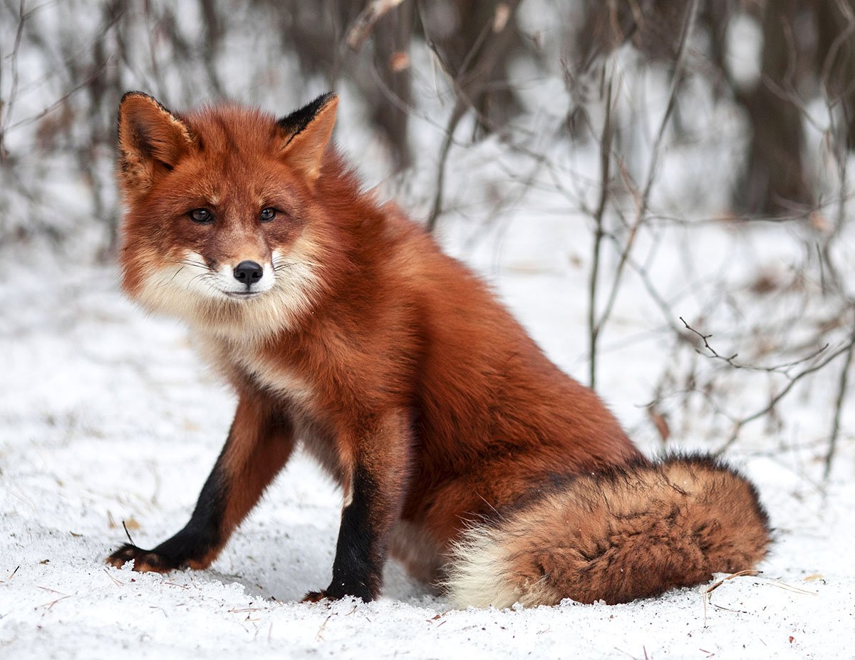 лиса,животные,красота,зима,природа, foxy, wildlife, animal,red fox, nature, Юлия Стукалова