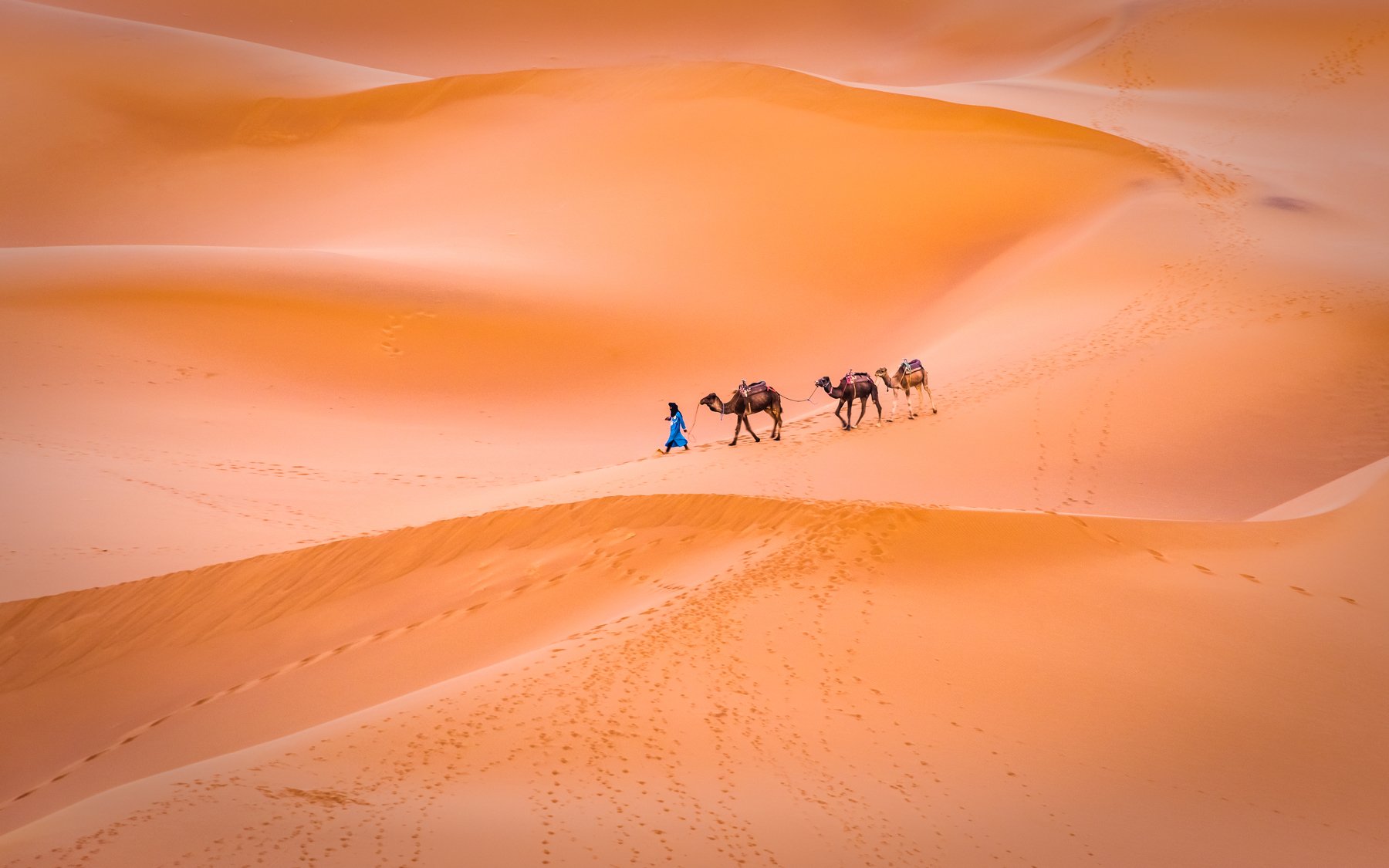 Sahara, Camels, Maroc, Prybinski Miroslaw