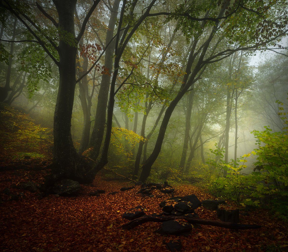 landscape nature scenery forest wood trees autumn mist misty fog foggy fall mountain staraplanina bulgaria туман лес, Александър Александров