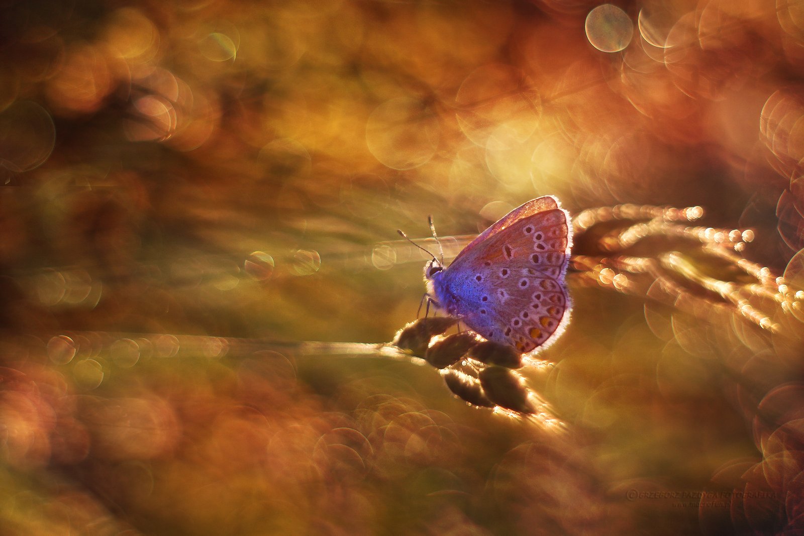 macrofun,insect,butterfly,summer,bokeh, Grzegorz macrofun Pazdyga