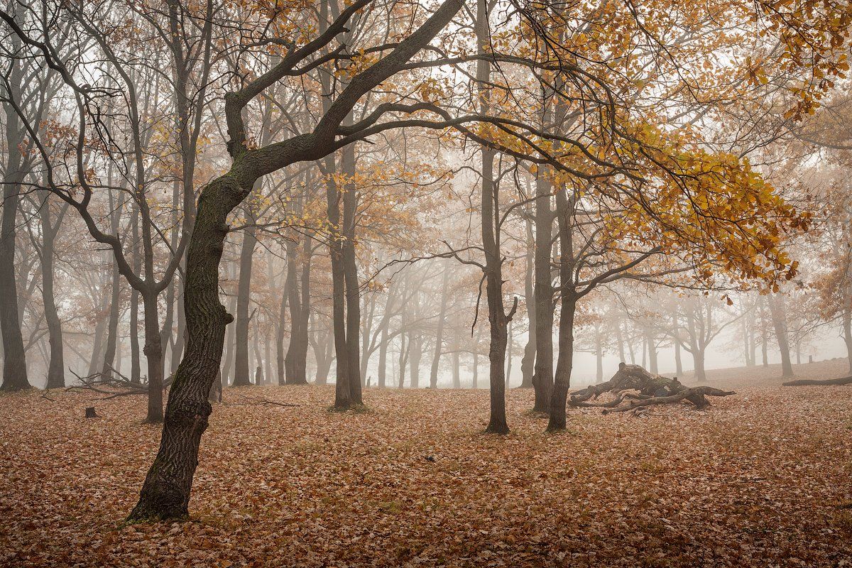 природа туман деревья утро осень, Михаил Корнилов