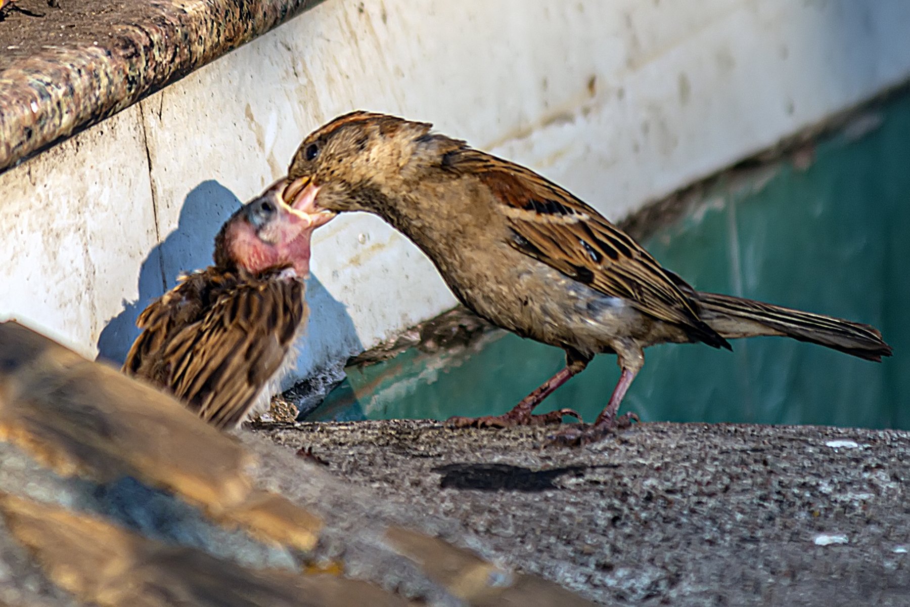 baby bird care, baby, birds, care, nature, animals, eating, outdoor, time, National Geographic, photo, beautiful, NeCoTi ChonTin