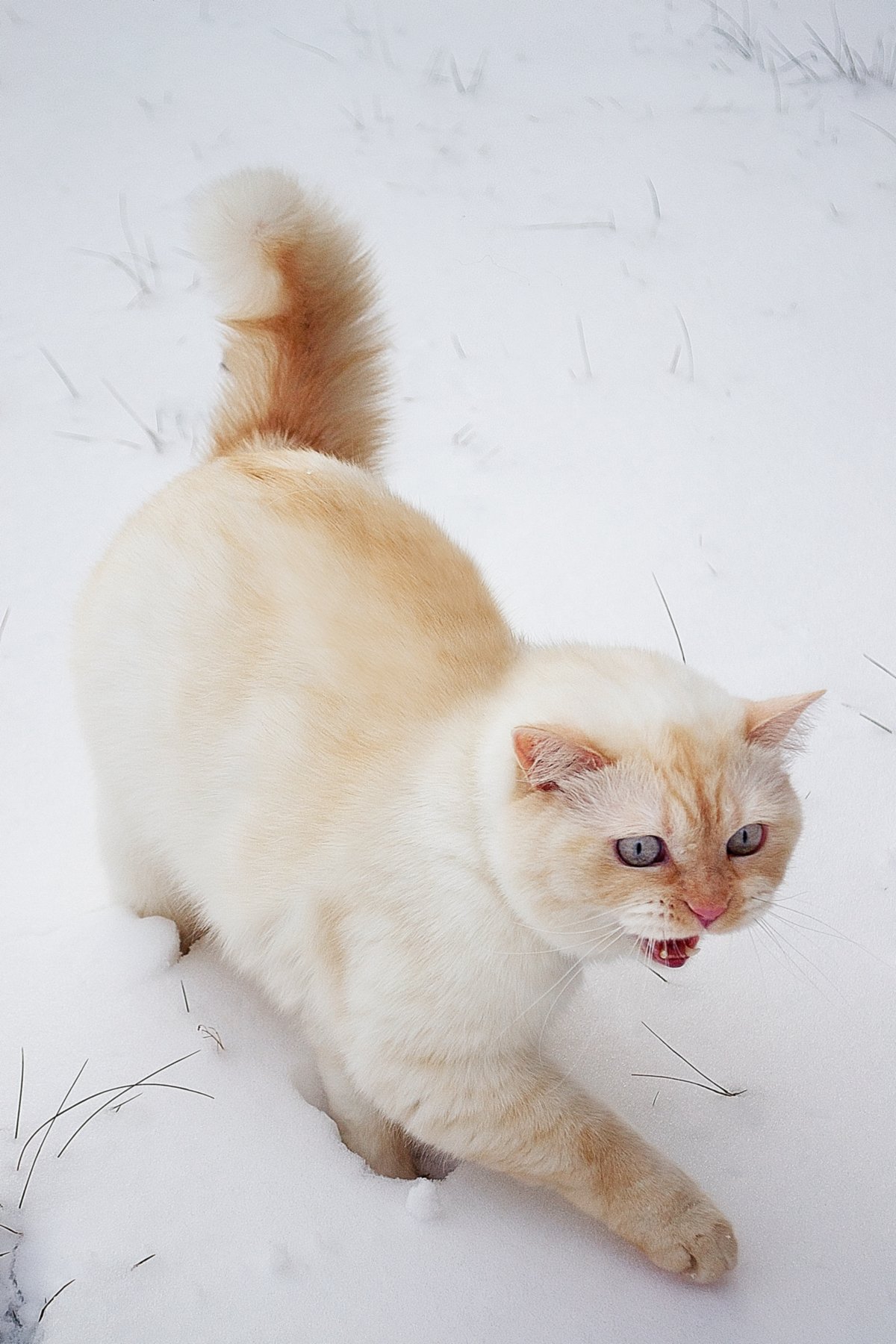 cat,british,cute,white , кот, британец, животные, минск, беларусь, снег, зима, snow, winter, Полина Хрол