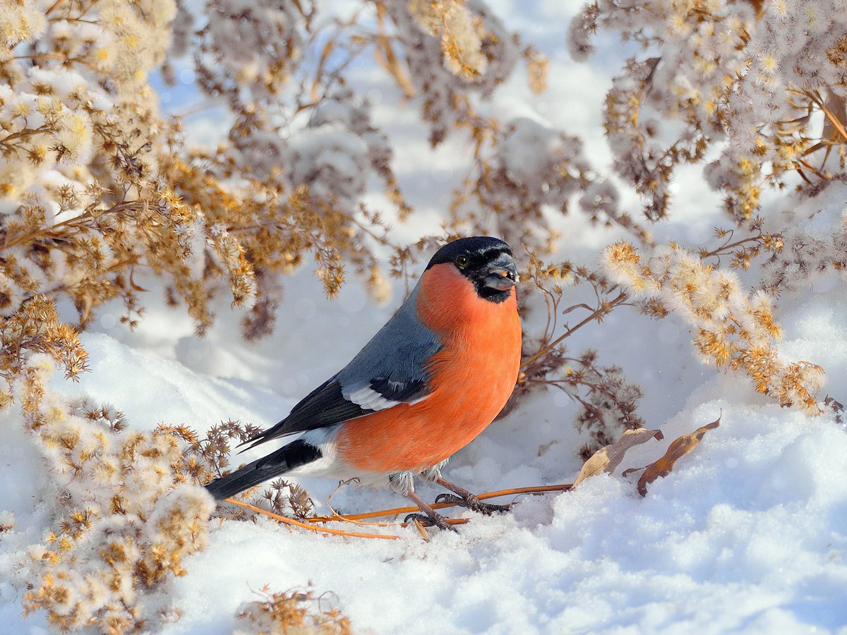 природа, фотоохота,  птицы, животные, зима, снегирь, vladilenoff