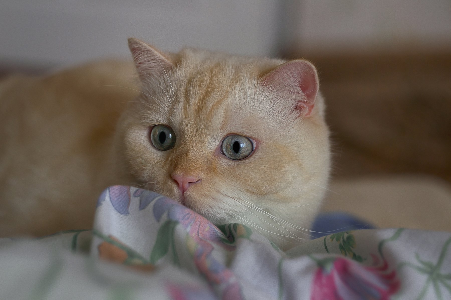 cat,british,cute,white , кот, британец, животные, минск, беларусь, Полина Хрол