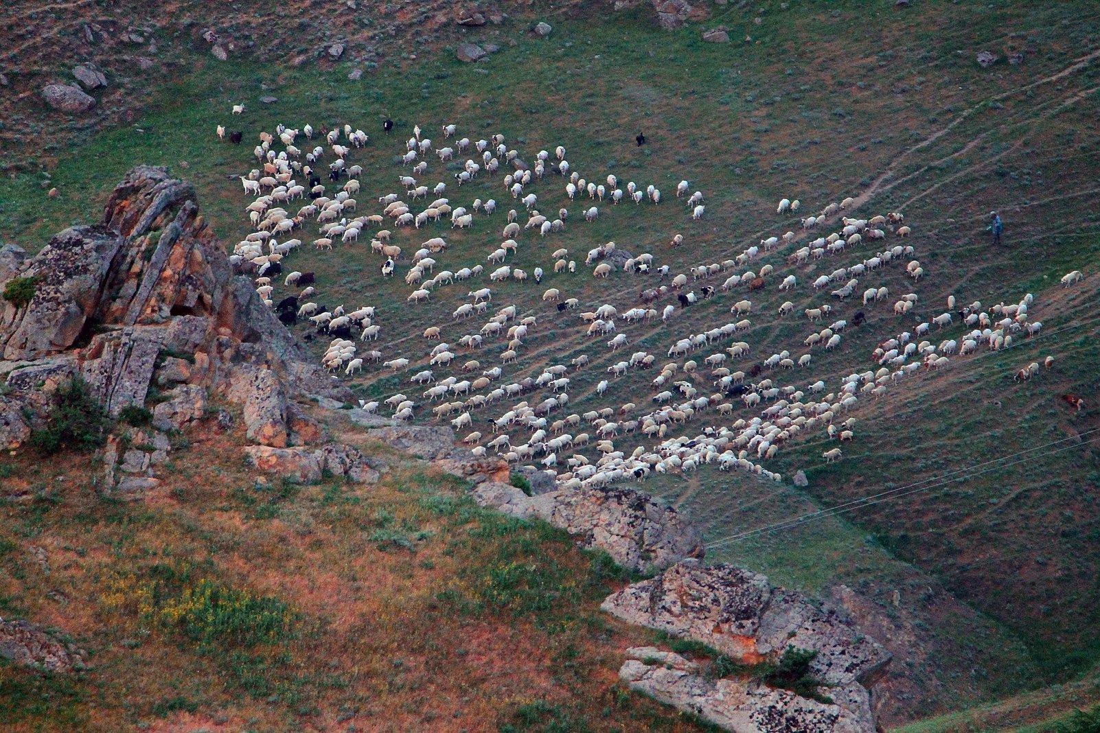 перегон,овцы,отара,пастух,чабан,дагестан,, Marat Magov