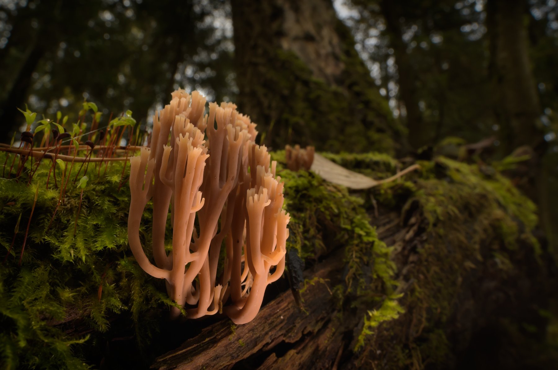 Клавикорона коробчатая, съедобный гриб, Artomyces pyxidatus, Clavicorona pyxidata, крыночковидная, грибы,  природный резерват Масловская лесная дача, лесной коралл, мох, гнилое дерево, Ксения Соварцева