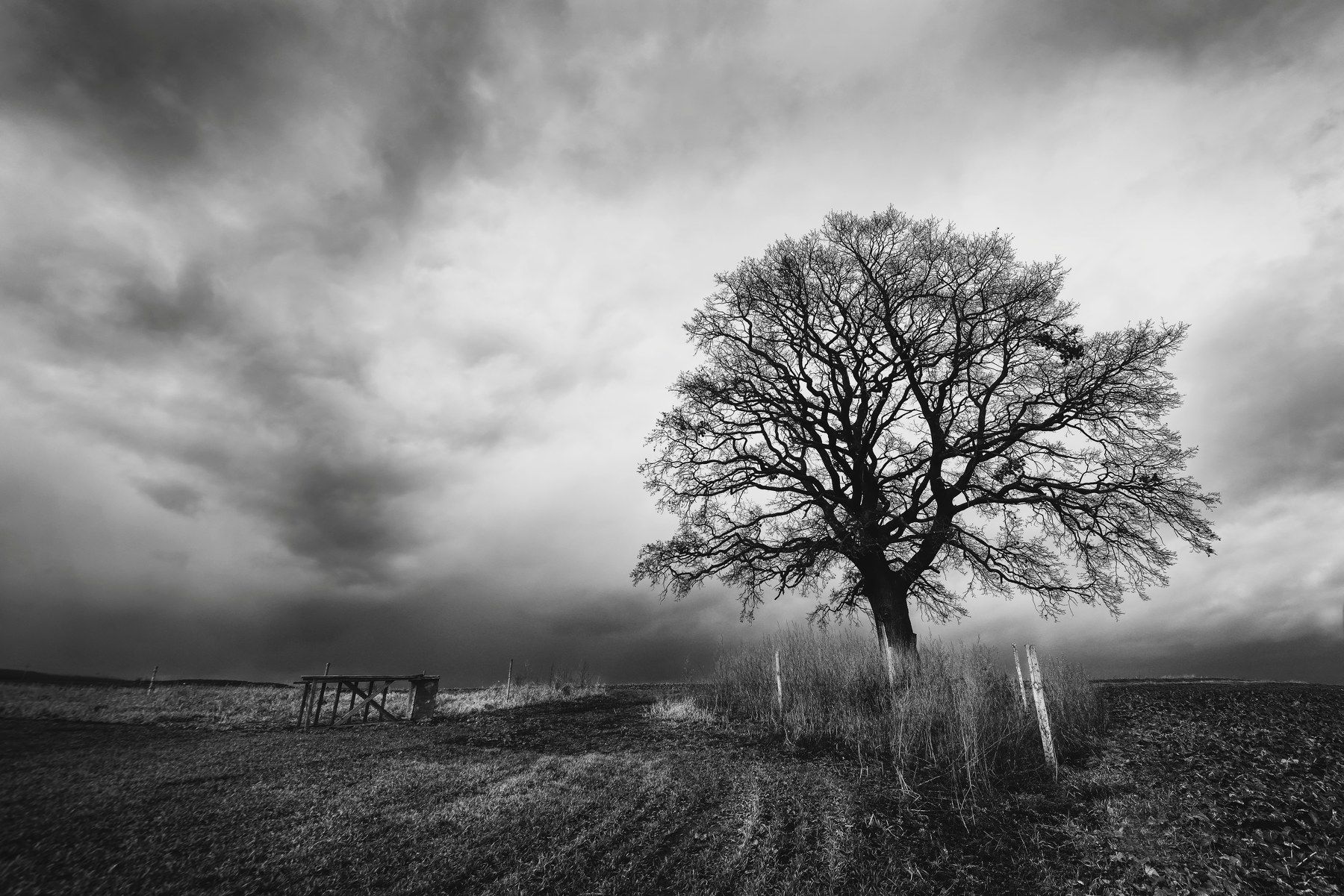 black and white, storm, tree, field, landscapes, Milan Samochin