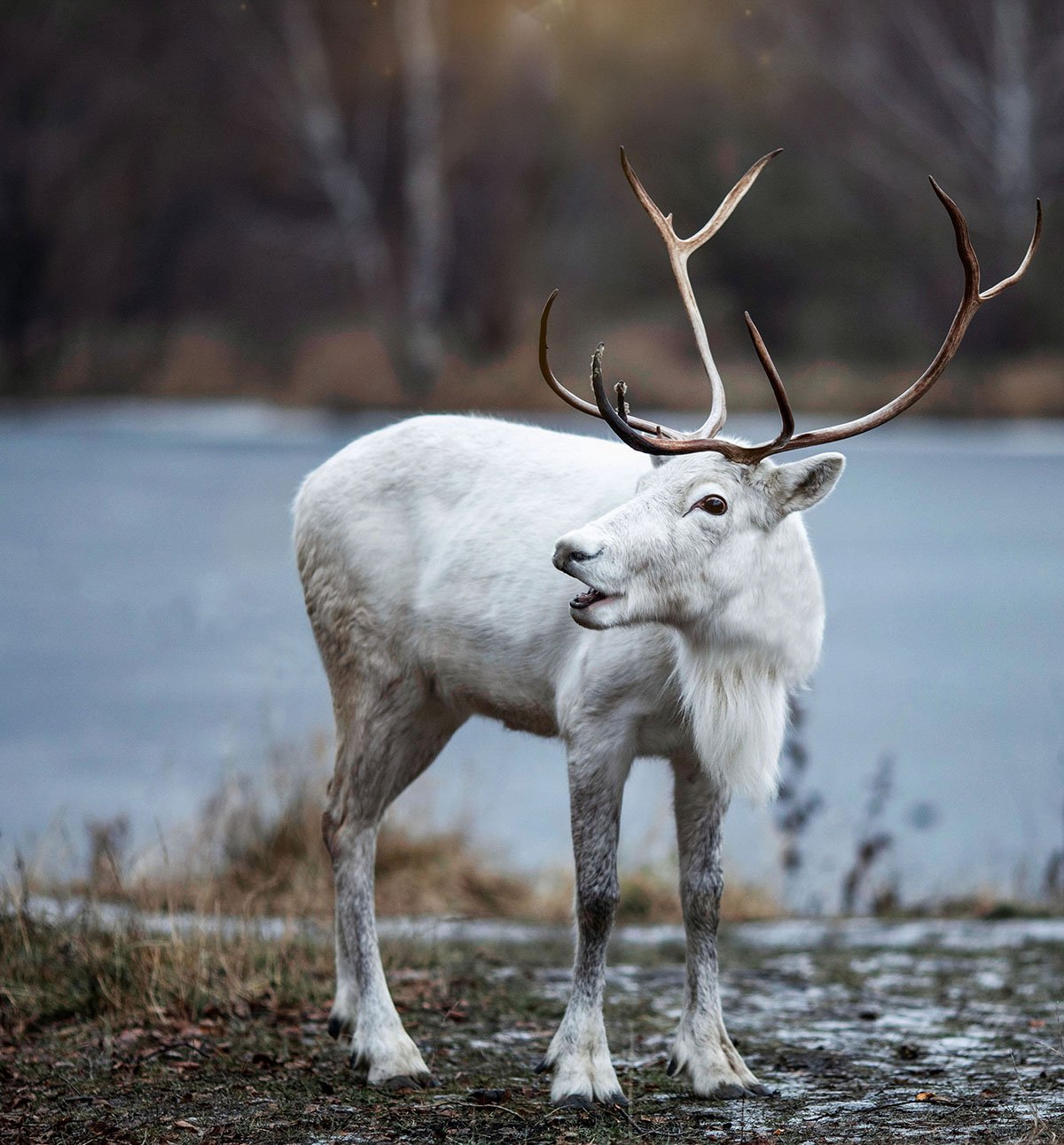 олень,белый,северный,сказка,зима,deer, reindeer, winter, nature, Юлия Стукалова