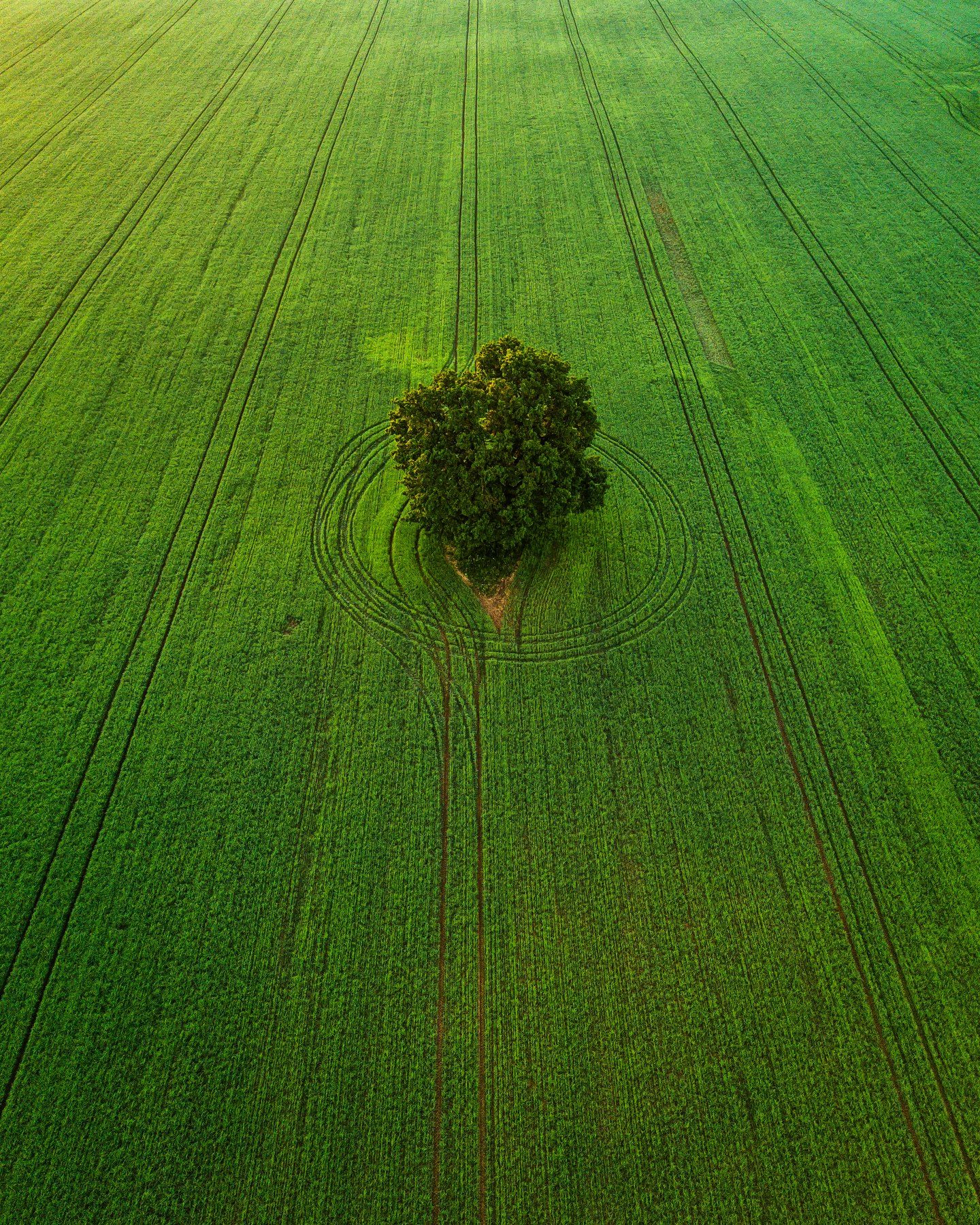 aerial, drone, field, tree, summer, grass, Антон Шваин