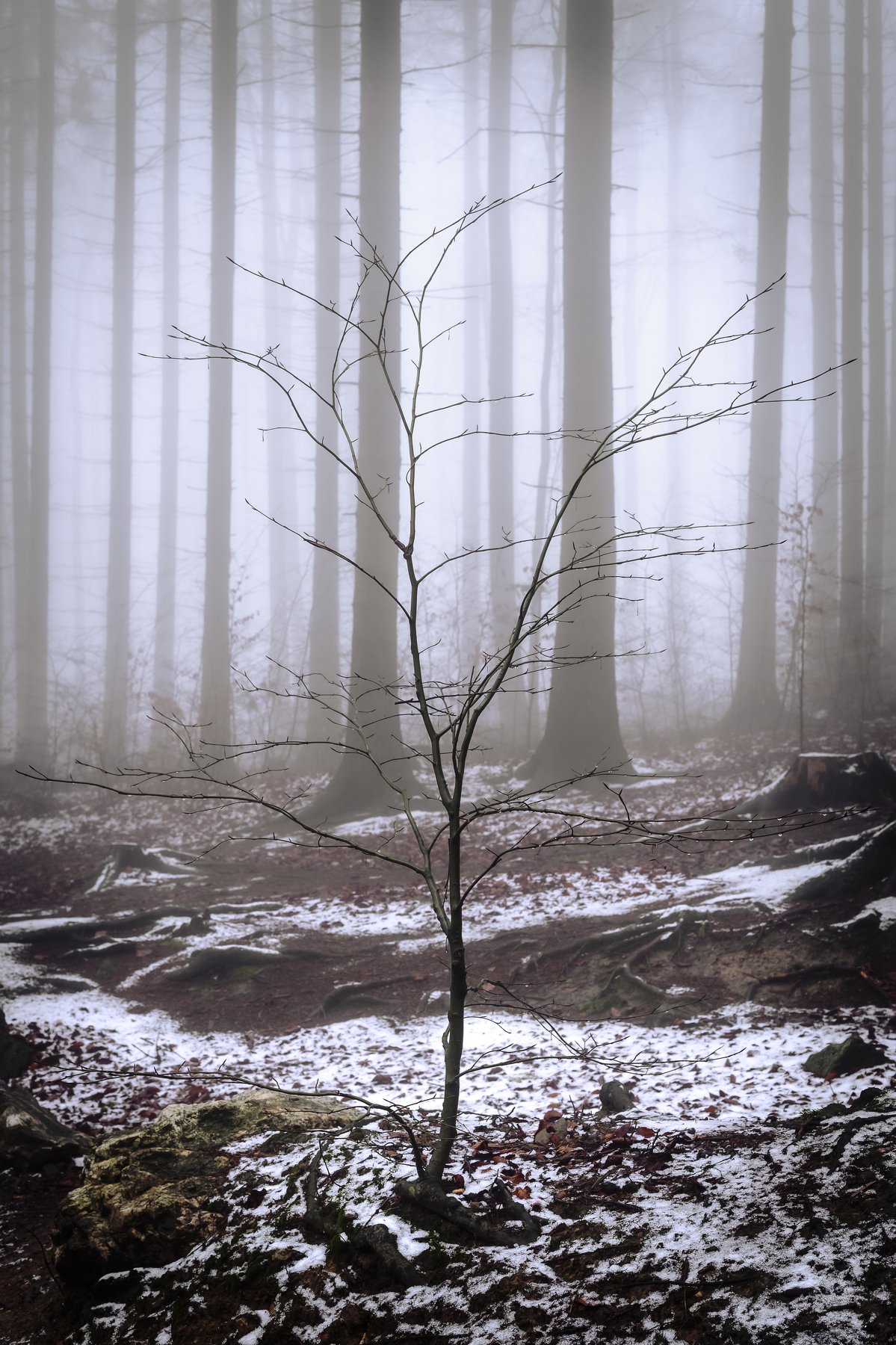 forest, rain, green, trees, autumn, fog, misty, winter, Tomasz Myśliński