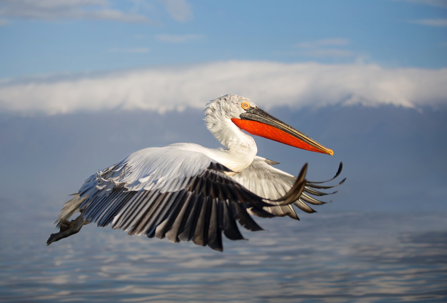 dalmatian, pelican, Ivan Ivanov
