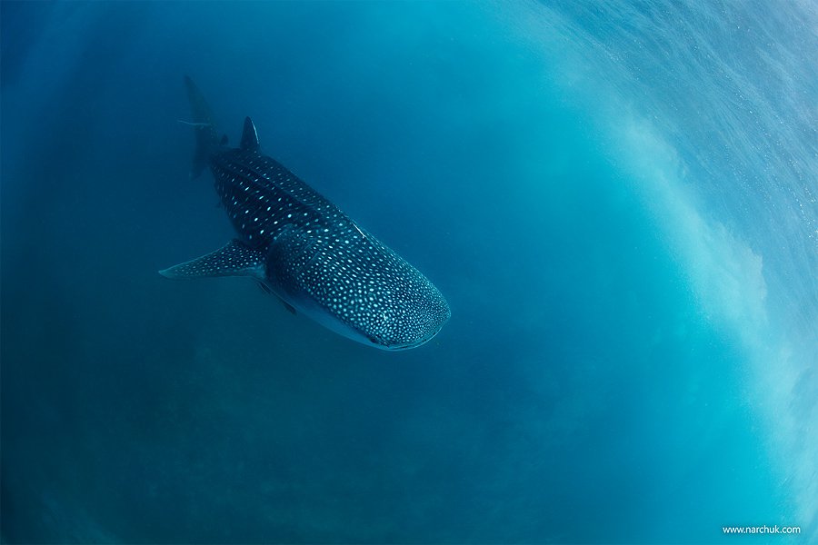 shark,whale,sky,blue,dive,philippines, Нарчук Андрей