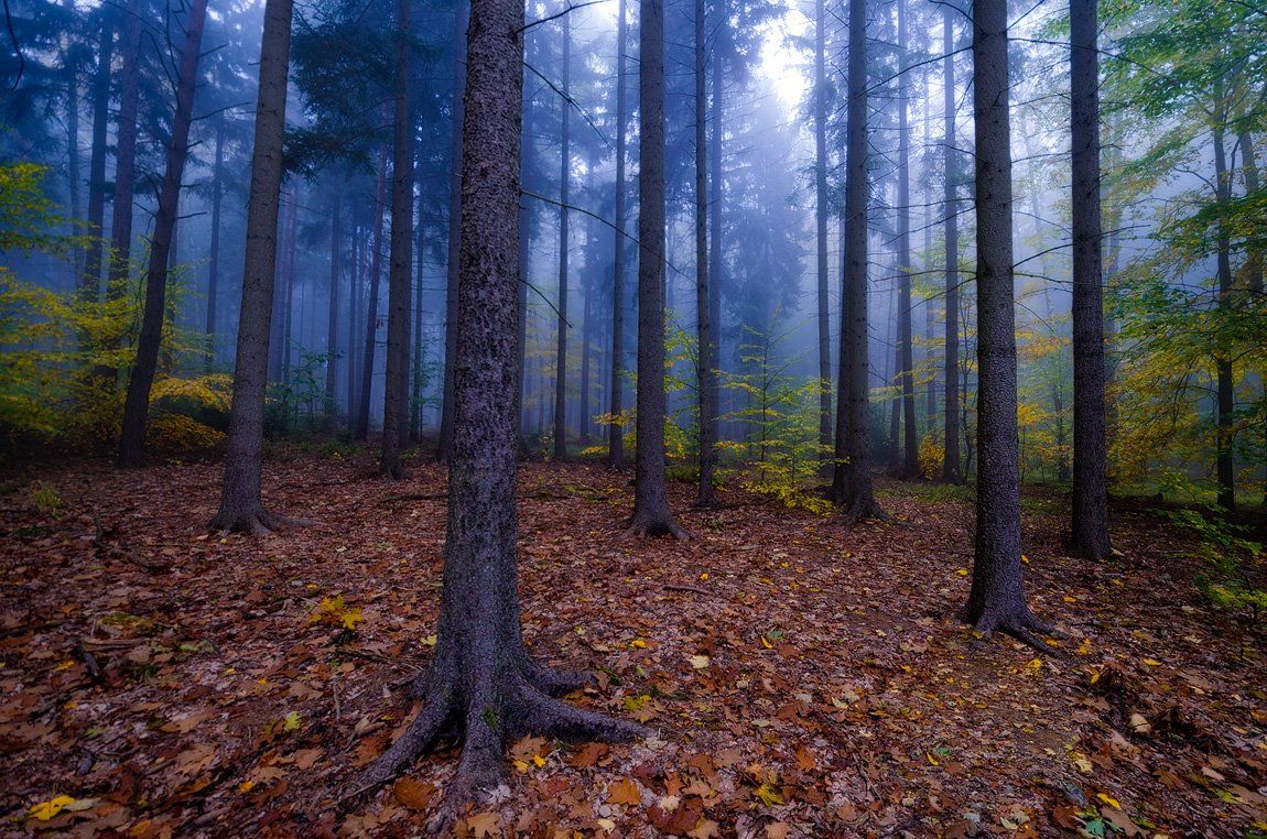 лес,осень,утро,туман, Дмитрий Бойко
