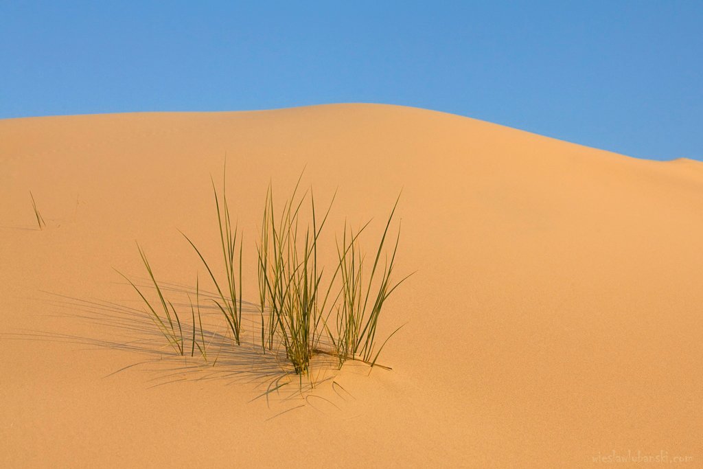 dune, lubanski, ciudat