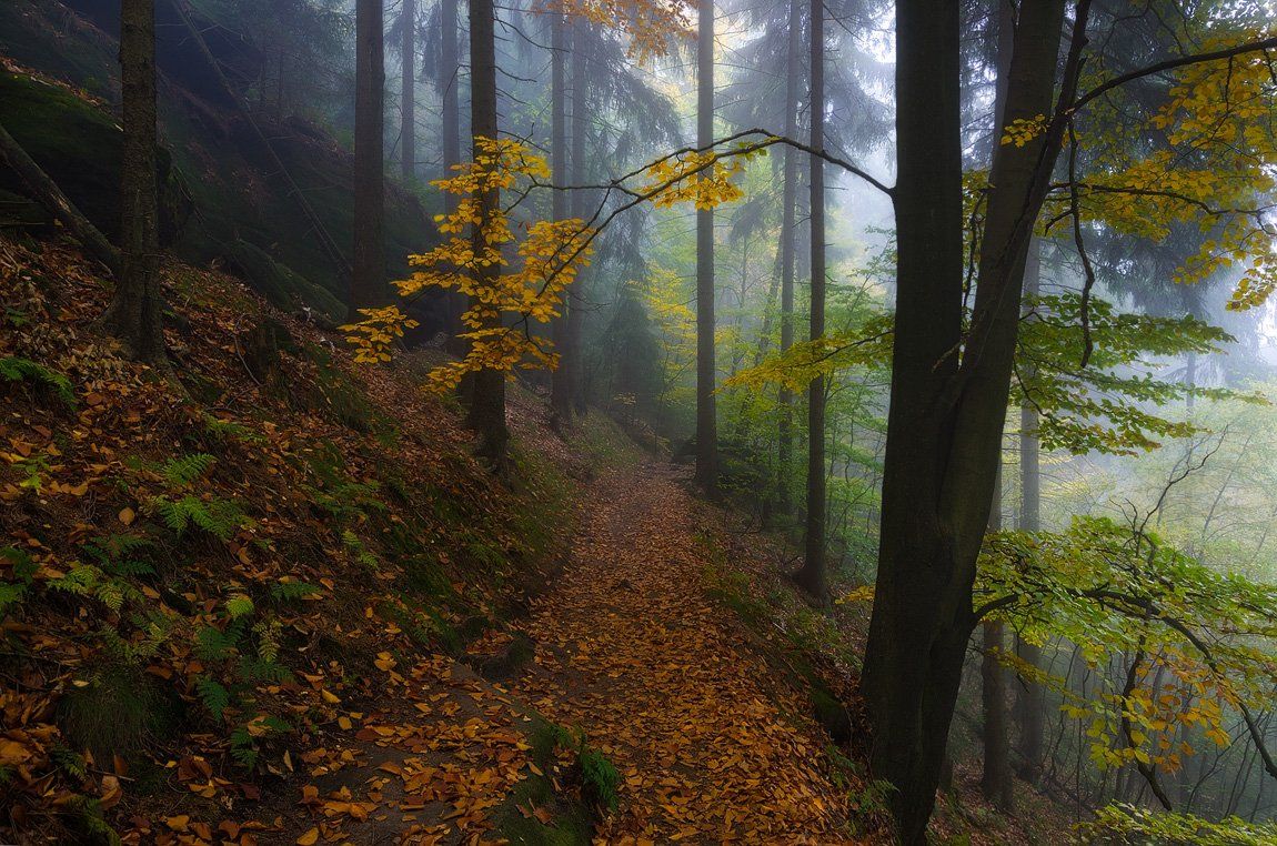 лес,пейзаж,саксония,национальный парк,осень, Дмитрий Бойко
