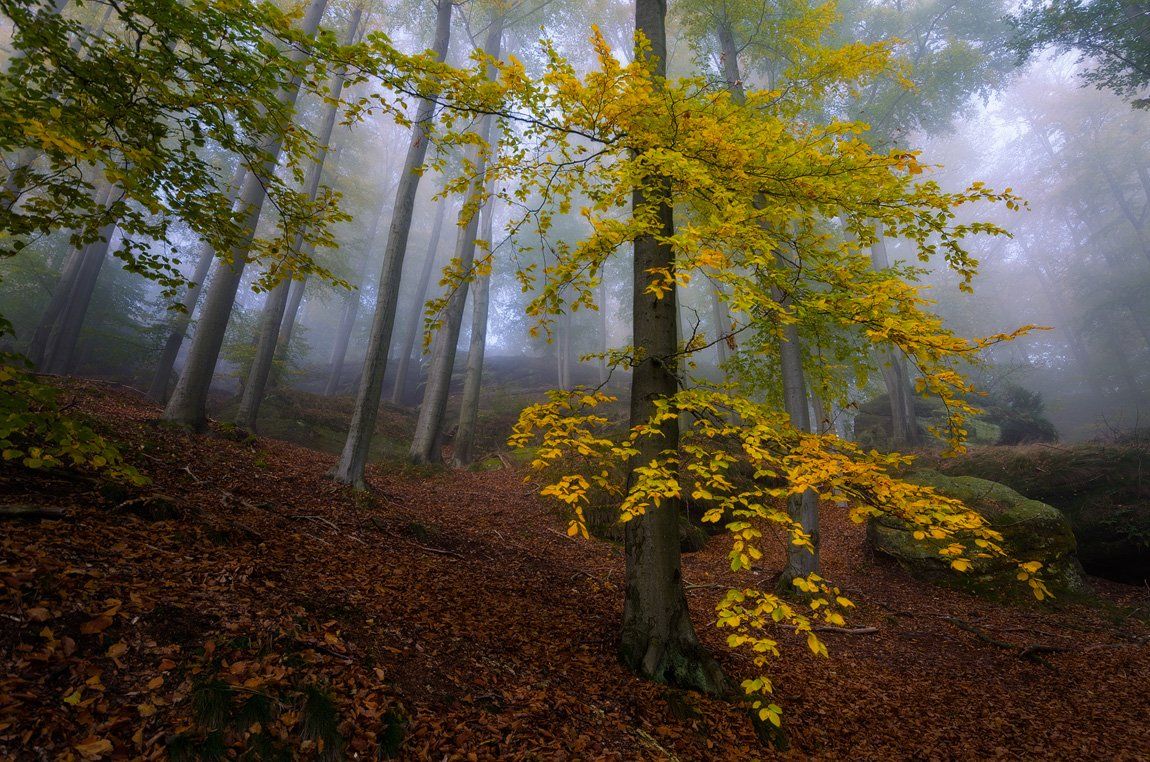 пейзаж, саксония, лес, осень, бук, туман, Дмитрий Бойко