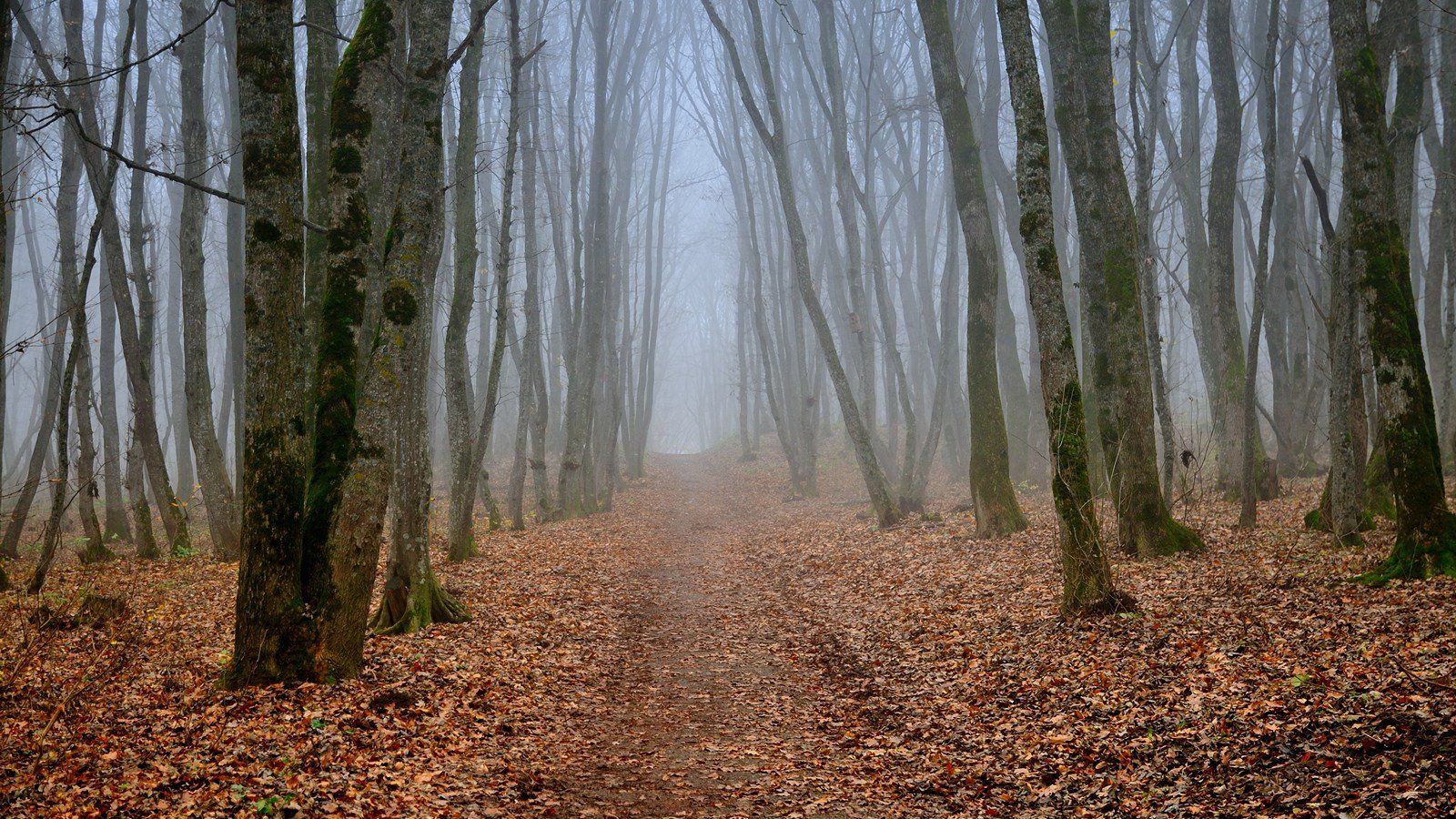 осень, лес, тропа, туман, Serj Master