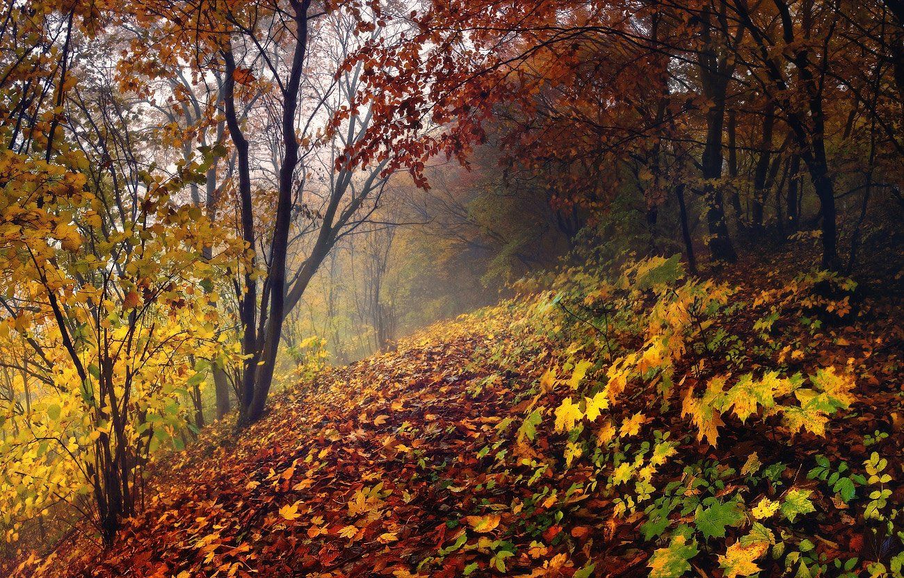 осень, лес, туман, Владимир
