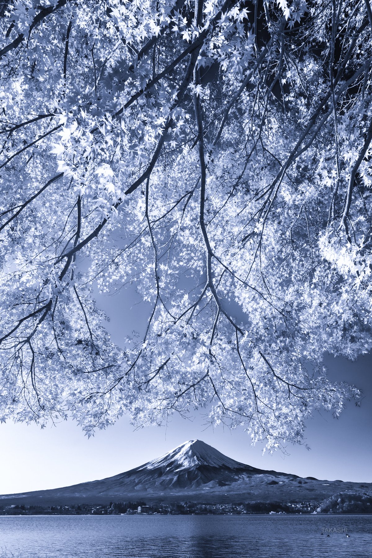Fuji,mountain,Japan,tree,leaves,red,blue,sky,autumn, Takashi