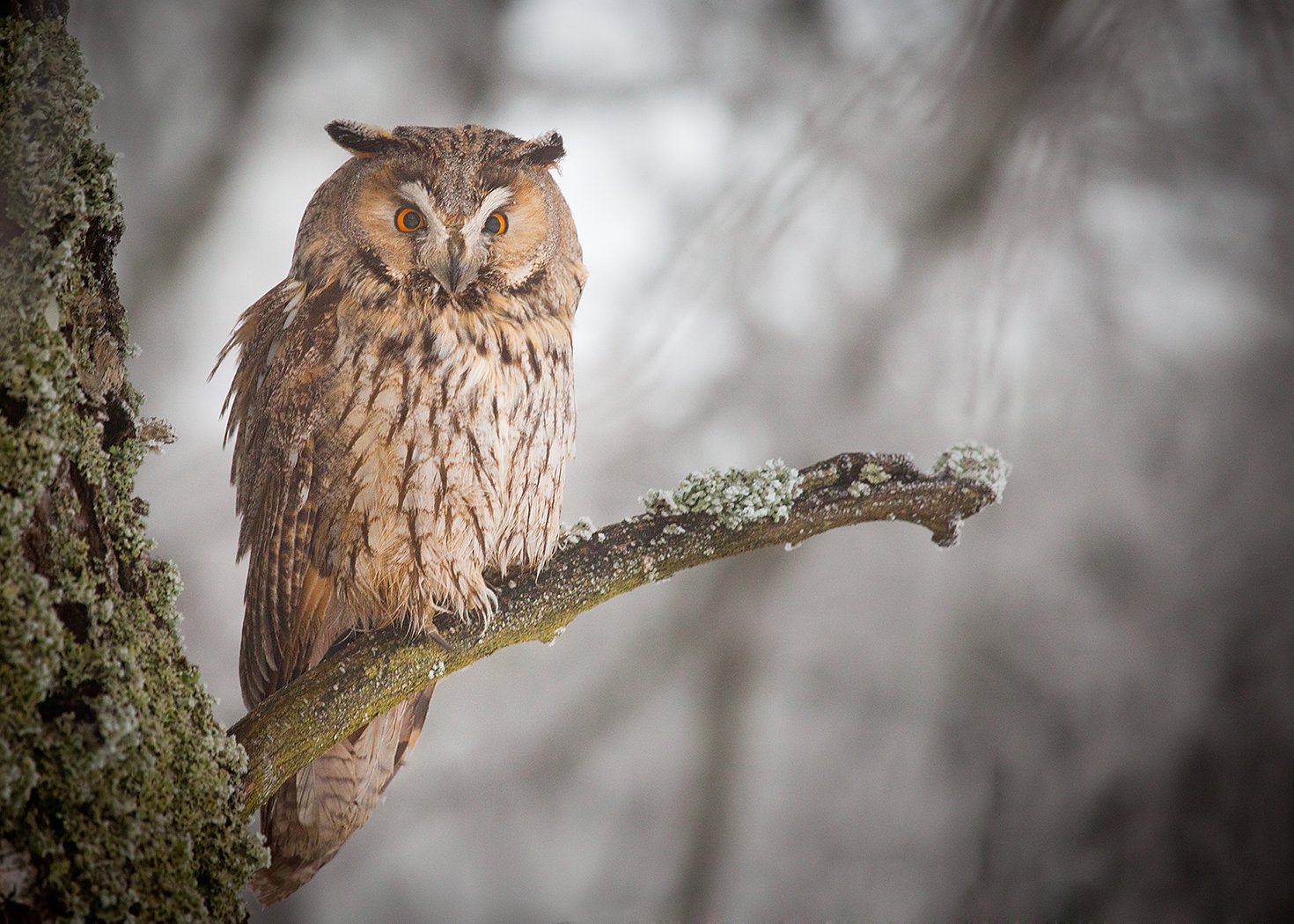 , Robert Adamec