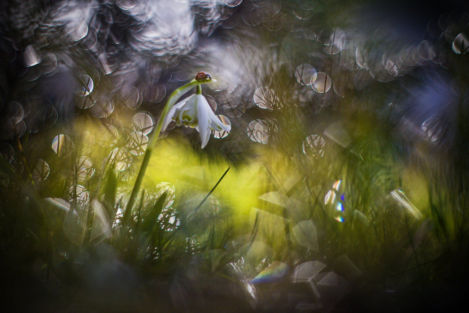 ladybird,flower,macrofun,winter,green,bokeh, Grzegorz macrofun Pazdyga