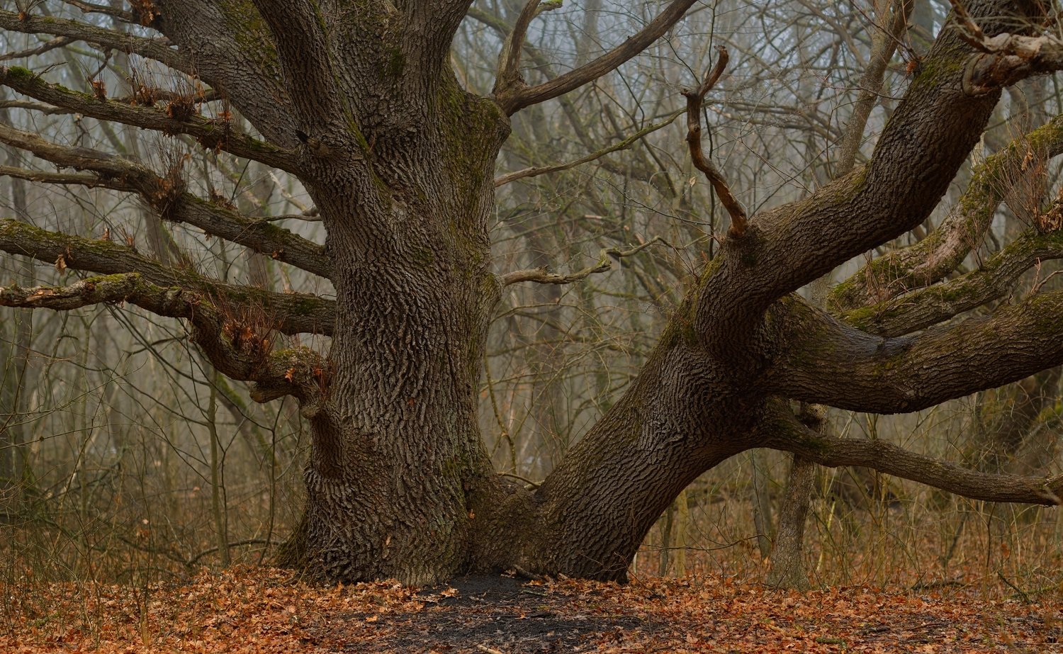дерево дуб, Александр Жарников