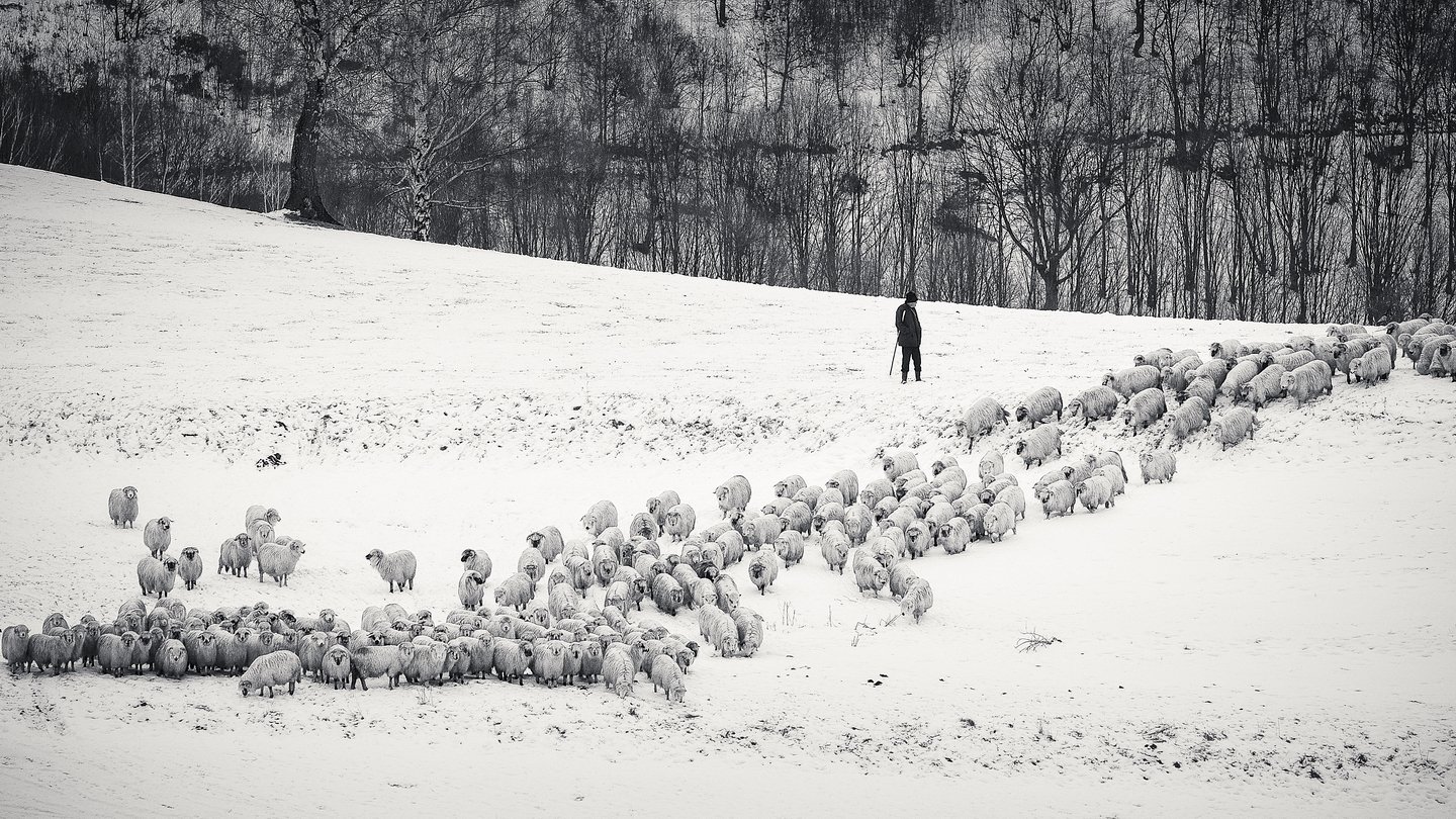 dream,landscape,alexandrucrisan,nature,scenery,countryside,far,away,romania,dreamland,magic,sound,lonely,mountain,myromania,forest,trees,winds,hill,tree,white,poem,haiku,minimalism,minimal,winterscape,fence,sheep,shepherd,wolf,disguised, Alexandru Crisan