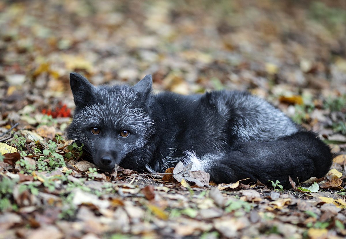 лиса, чернобурая, животное, красота,осень, настроение,foxy, wildlife, animal, black fox, nature, autumn, emotions, Юлия Стукалова