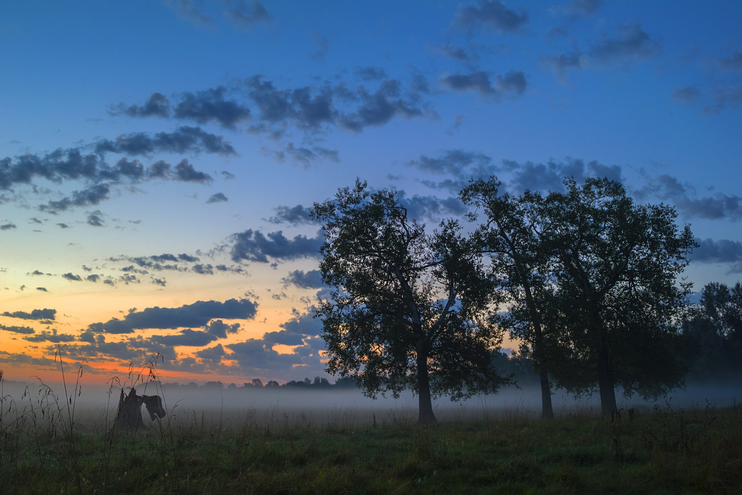 утро,пейзаж,природа,облако,небо,дерево,перед рассветом,туман,дымка,украина,гадяч,сергей корнев,композиция,фотография,фотограф,фотография природы,красота., Сергей Корнев