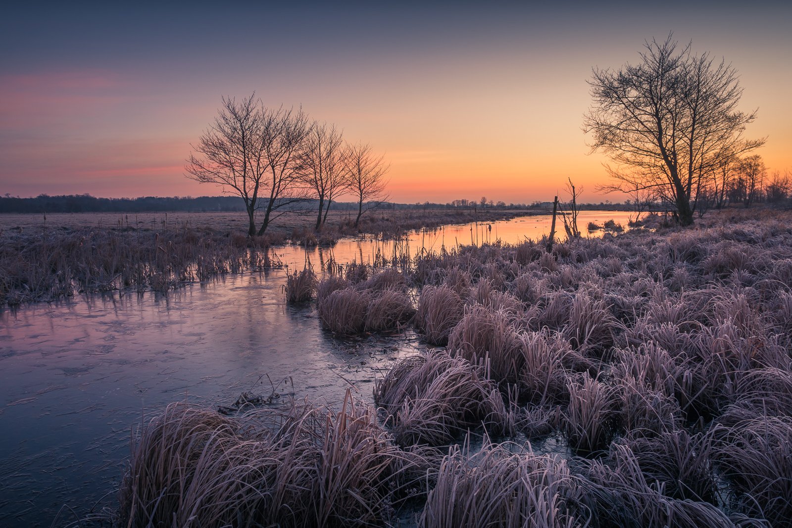pilca, water, river, tree, frozen, sunrise, morning, winter, tree, landscape, nature, Artur Bociarski