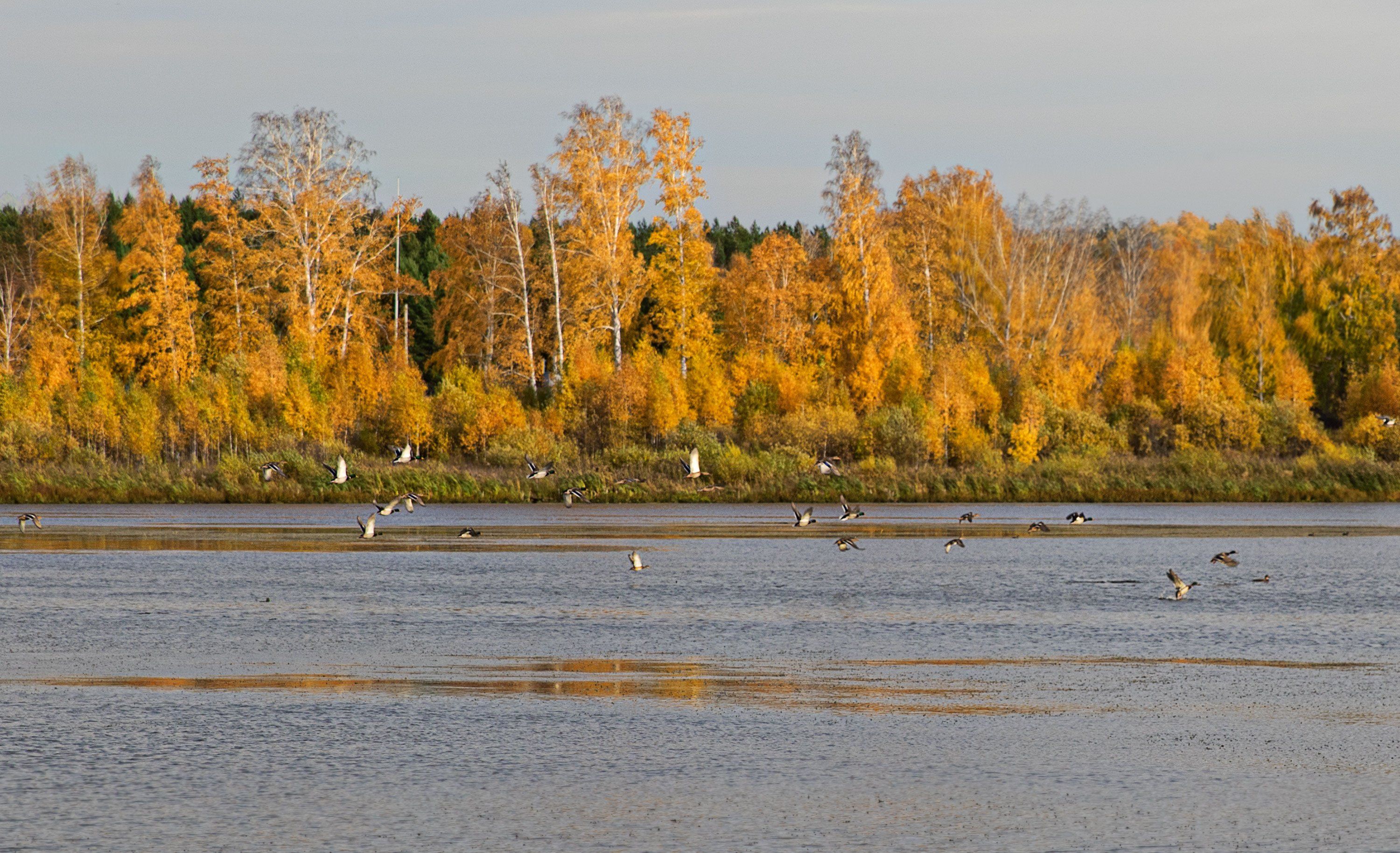 осень, утки, болото, озеро, пейзаж, Вера Лопатина