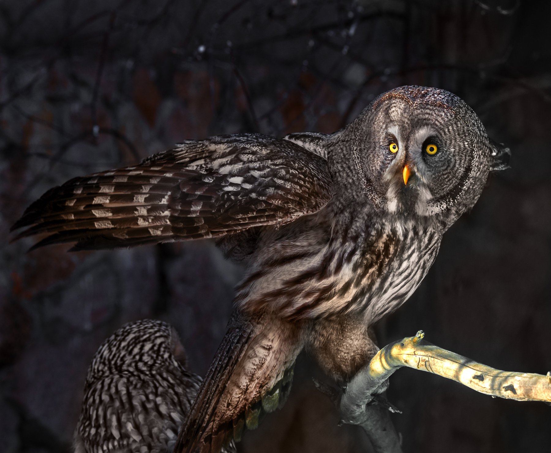 Бородатая неясыть гнездо. Бородатая неясыть совиные. Бородатая неясыть. Сова неясыть. Бородатая неясыть слеток.