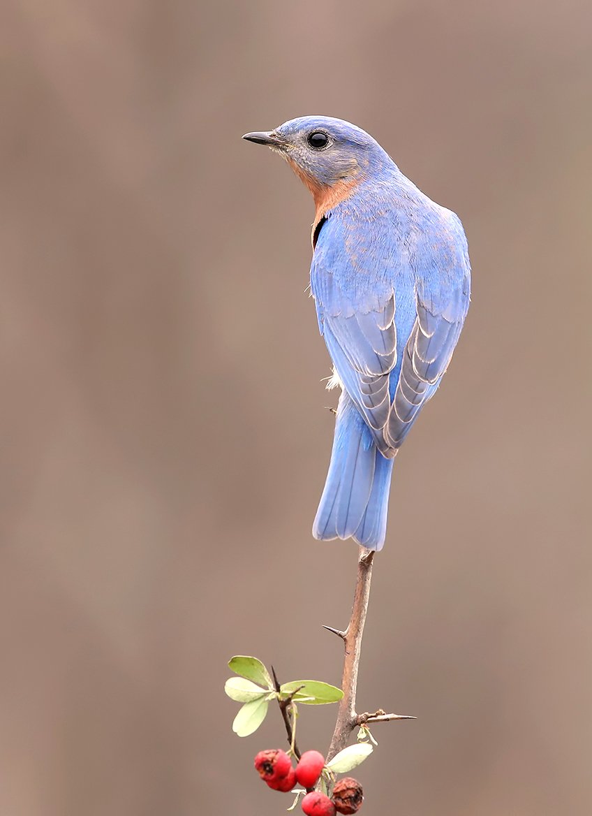 восточная сиалия, eastern bluebird,bluebird, Elizabeth Etkind