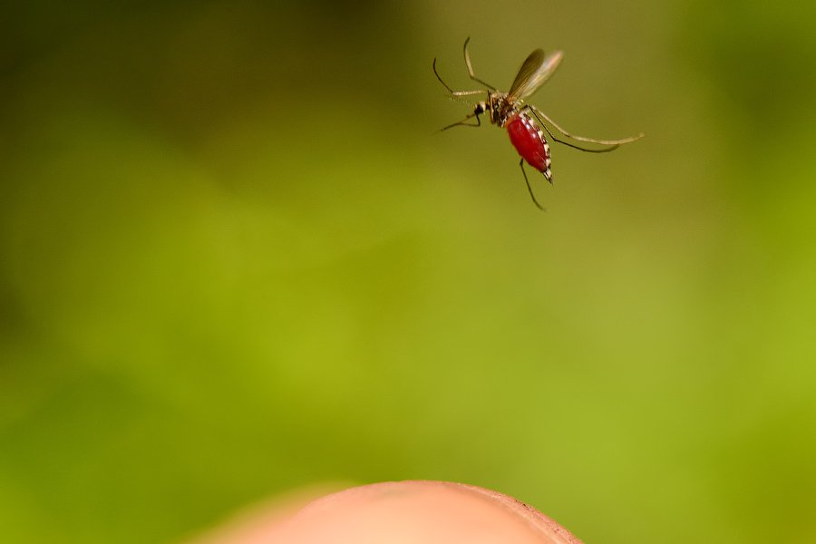 макро, насекомые, комар, природа, полет, кровь, wildlife, insect. macro, Илья Гомыранов