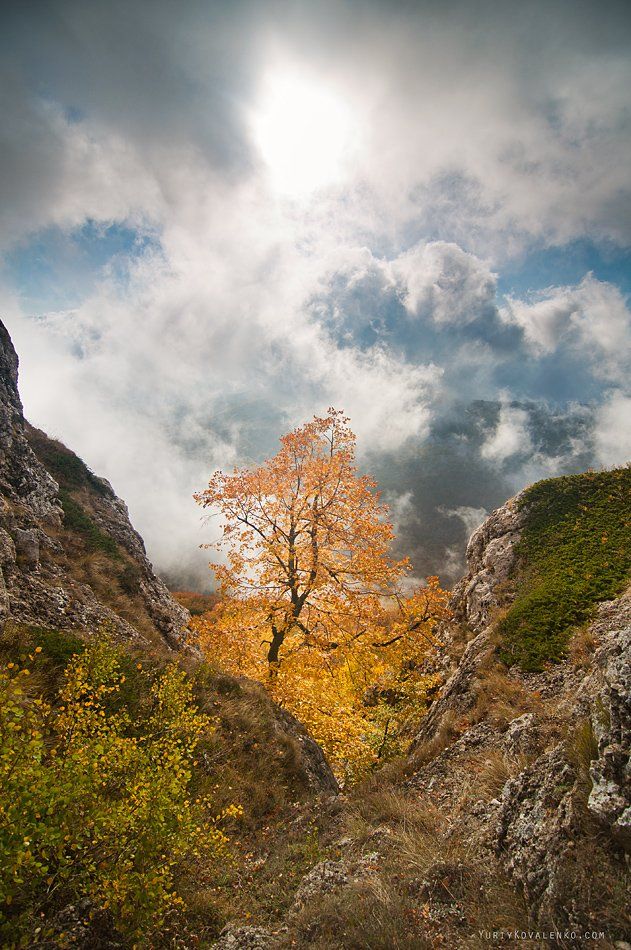 kovalenko, горы, дерево, крым, осень	,облака, Юрий Коваленко