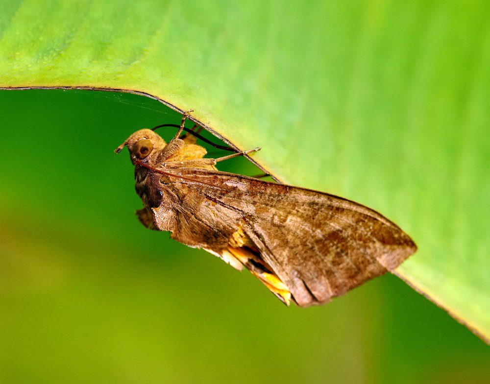 macro, closeup, insect, макро, насекомые, gnilenkov, Alexey Gnilenkov