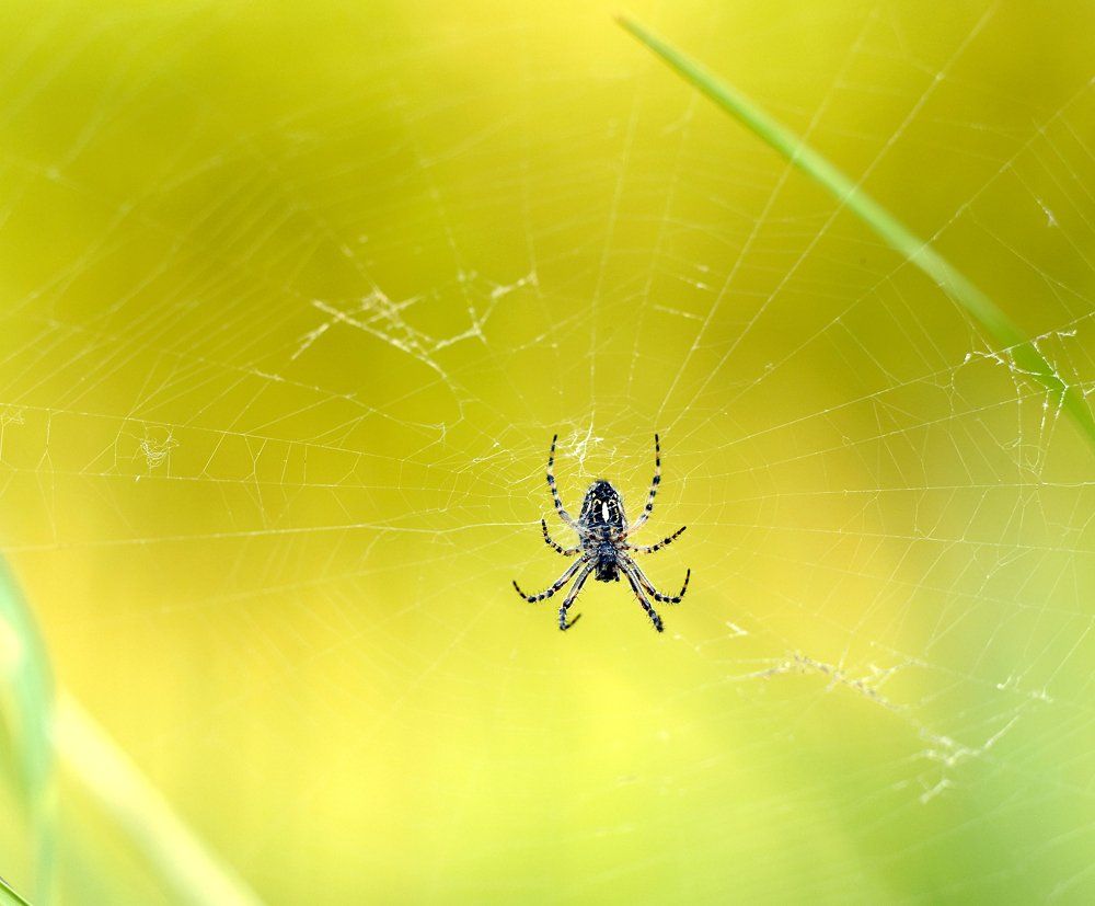 macro, closeup, insect, макро, насекомые, gnilenkov, Alexey Gnilenkov