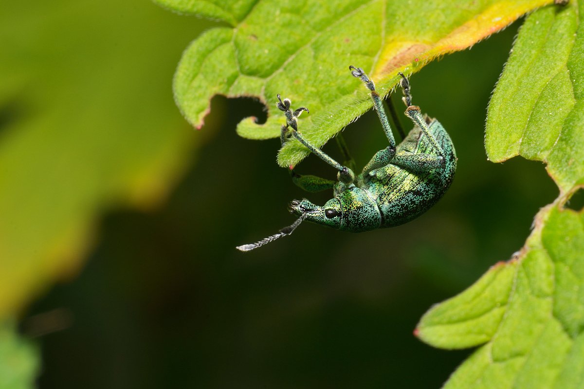 nikon, d7000, macro, kazakhstan, nature, coleoptera, weevil, beetle, макро, долгоносик, жук, Эдуард Ким