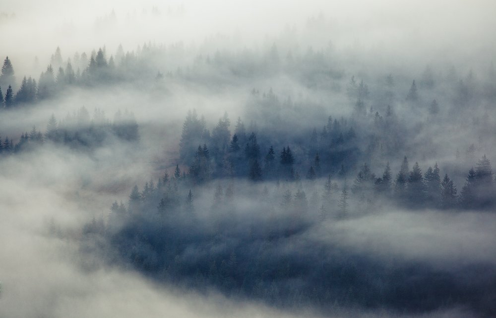 карпаты, осень, утро, туман, деревья, Андрей Радюк