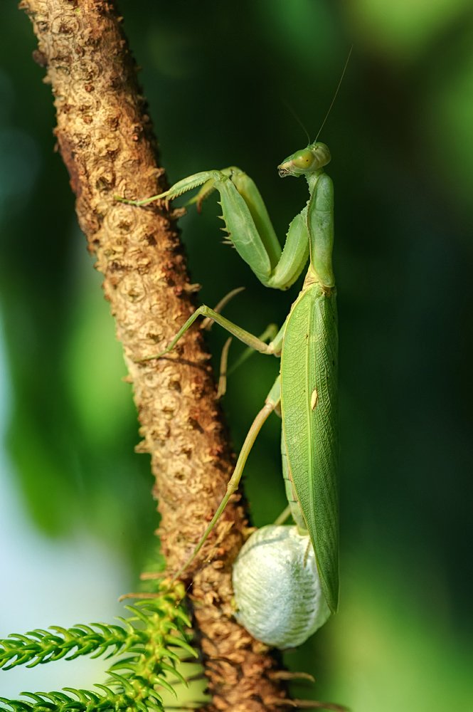 macro, closeup, insect, макро, насекомые, gnilenkov, Alexey Gnilenkov