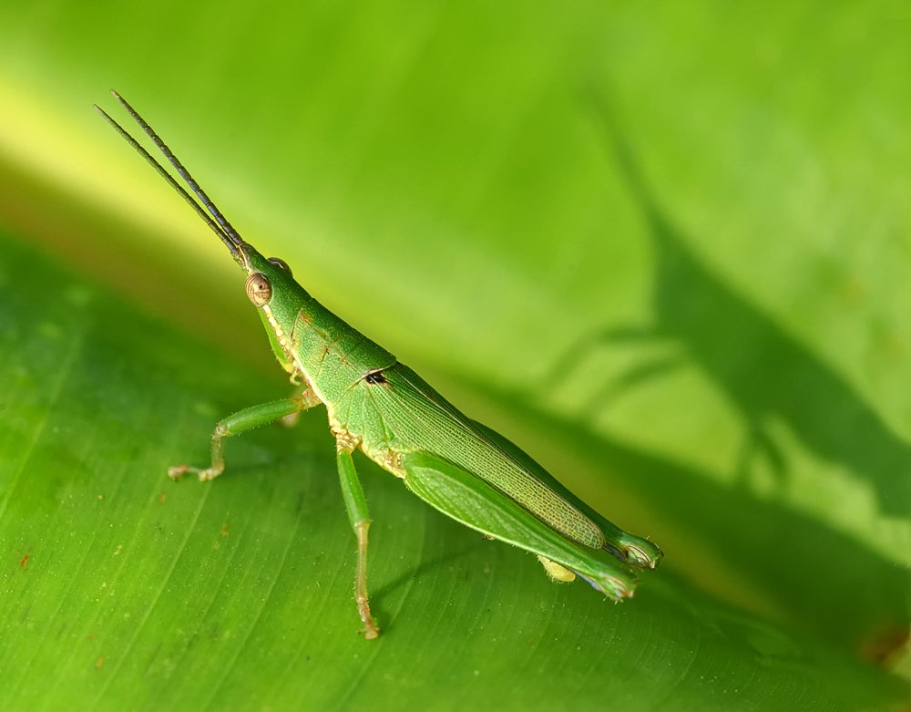 macro, closeup, insect, макро, насекомые, gnilenkov, Alexey Gnilenkov