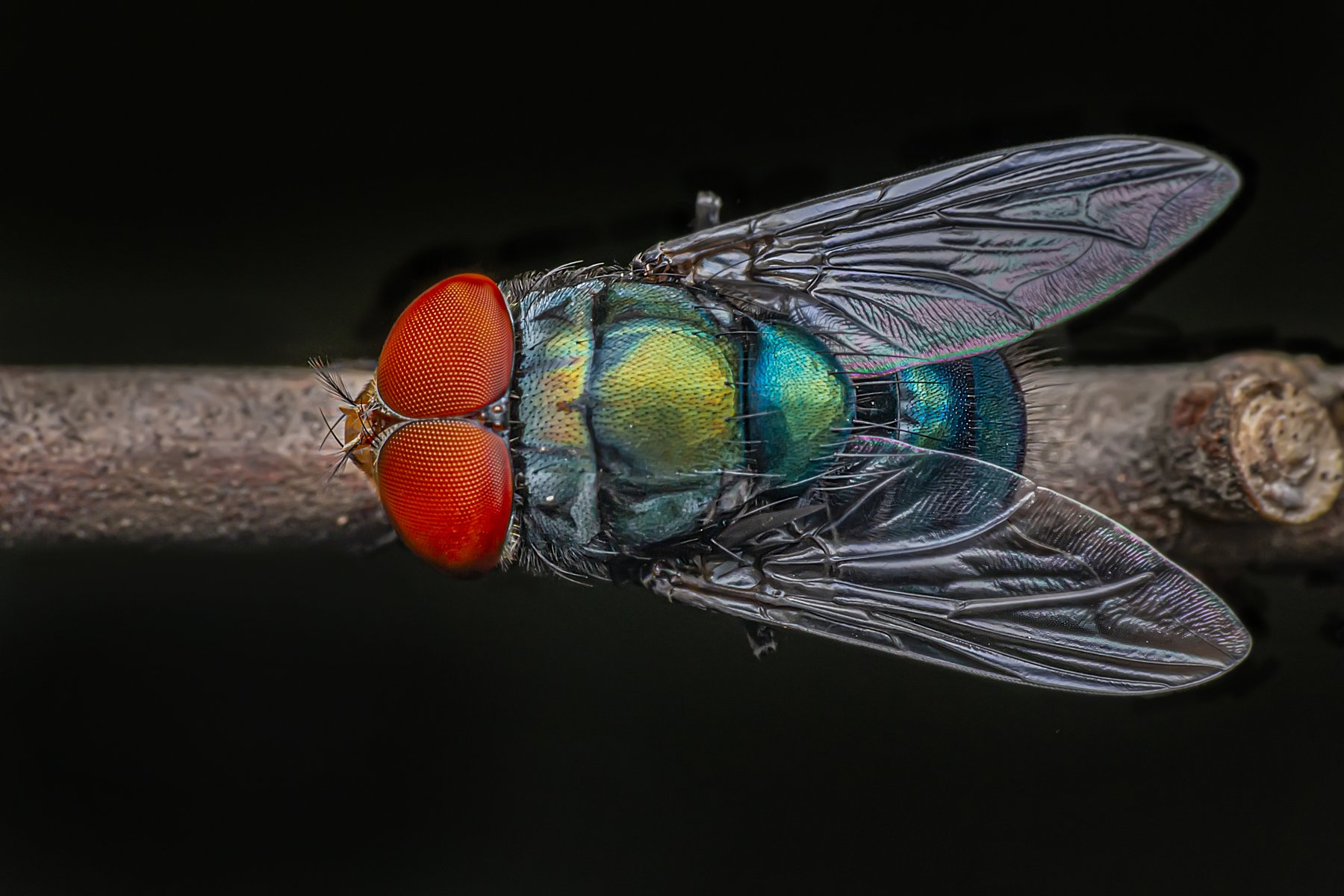calliphoridae, garden, outdoor, macro, beauty, beautiful, red, color, blue, macro, close up, animal, insect, eyes, fly, wings, NeCoTi ChonTin