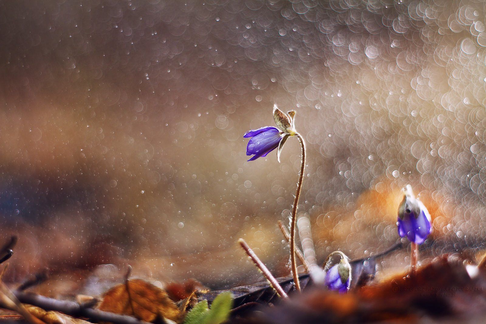 macrofun,flower,rain,bokeh, Grzegorz macrofun Pazdyga